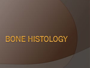 BONE HISTOLOGY Histology of Bone