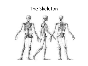 The Skeleton - functionalanatomy