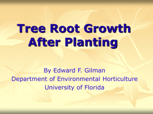 Tree Roots in the Landscape - Environmental Horticulture