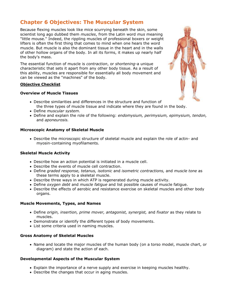 Muscle Location And Function Chart