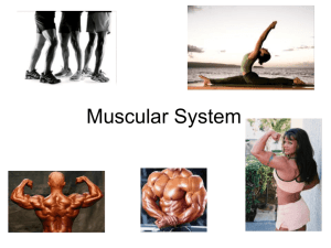 Muscular System - Southern Tioga School District