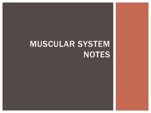 Muscular System Notes - Riverside Preparatory High School