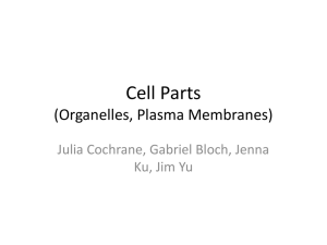 Cell Parts (Organelles, Plasma Membranes)