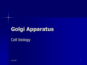 Golgi Apparatus