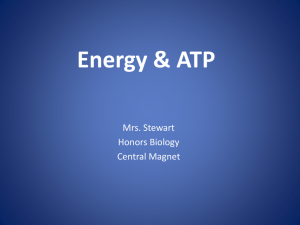 Energy & ATP - Central Magnet School
