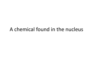A chemical found in the nucleus