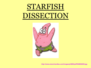 STARFISH DISSECTION