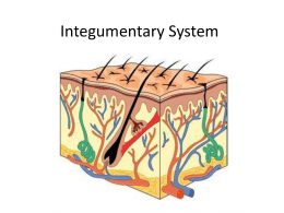 Worksheet The Integumentary System Answer Key