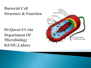 Bacterial Cell Structure & Function