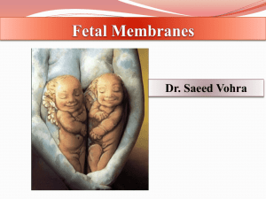 Lecture4- fetal membranes