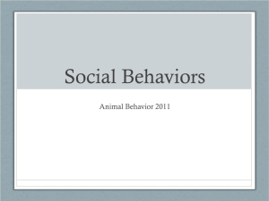 Social Behaviors in Animals Molly Morris