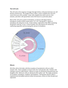 The Cell Cycle