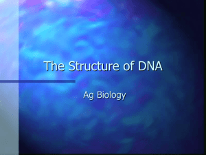 The Structure of DNA - Buena Park High School