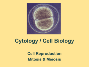 cell_reproduction