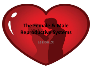 Reproductive Systems, Pregnancy & Childbirth