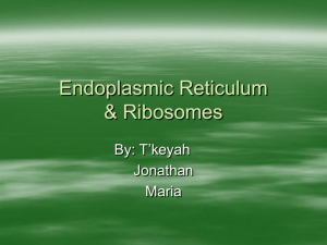 Endoplasmic Reticulum Ribosome's
