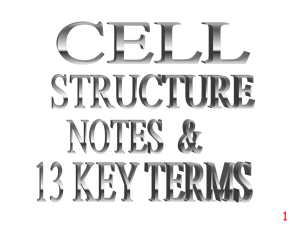 Cell Structure Notes & 13 Terms