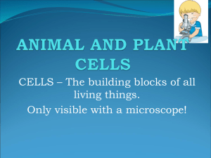 Biology Cell Powerpoint