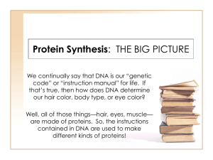 Protein Synthesis: BIG PICTURE