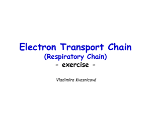 Electron Transport Chain (Respiratory Chain)