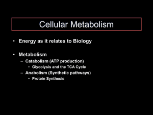 5 Metabolism