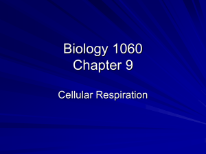 Biology 1060 Chapter 9