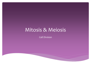 Mitosis & Meiosis - Ms. Gordon's online classroom