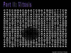 Part II: Mitosis - Science PowerPoints