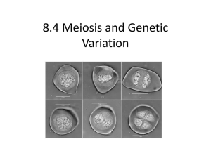 Meiosis - Groby Bio Page