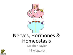 6.5 Nerves hormones and homeostasis