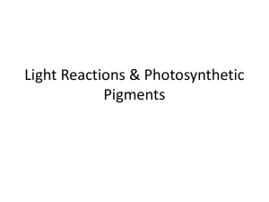 Light Reactions (student)