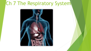 Ch 7 The Respiratory System