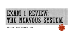 Exam 1 Review: The Nervous SYStem