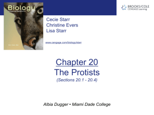 chapter20_The Protists(1
