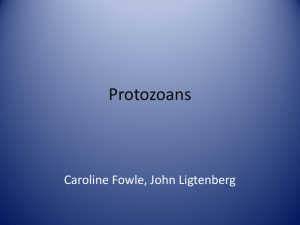 Protozoans