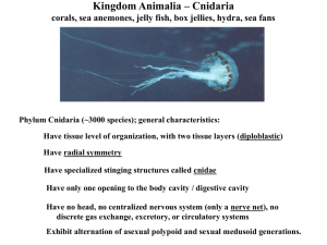 Kingdom Animalia – Cnidaria corals, sea anemones, jelly fish, box