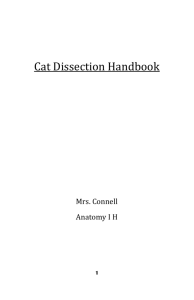 Cat Dissection Handbook