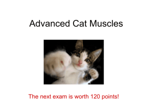 Cat muscles, advanced