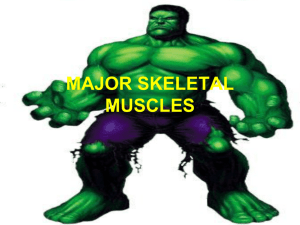 MAJOR SKELETAL MUSCLES Naming Muscles