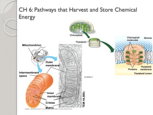 CH 6 Cellular Energetics Notes