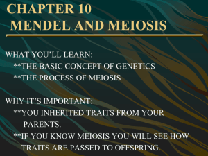 CHAPTER 10 MENDEL AND MEIOSIS