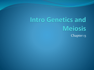 Intro Genetics and Meiosis