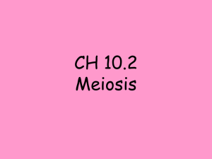CH 10.2 Meiosis