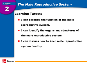 Male Reproductive System PowerPoint