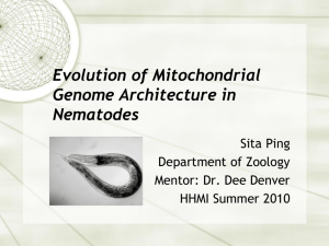 Mitochondial Evolution in Rhabdites nematodes