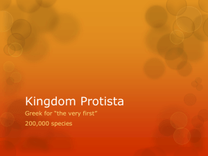 Kingdom Protista Powerpoint