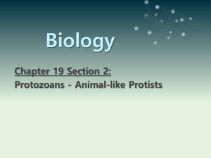 Protists section 2