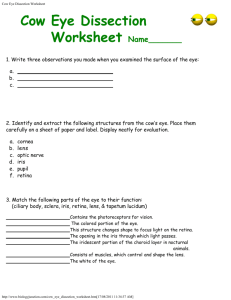 Cow Eye Dissection Worksheet
