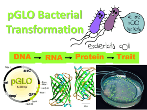 pGLO Bacterial Transformation