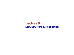09-DNA-Replication